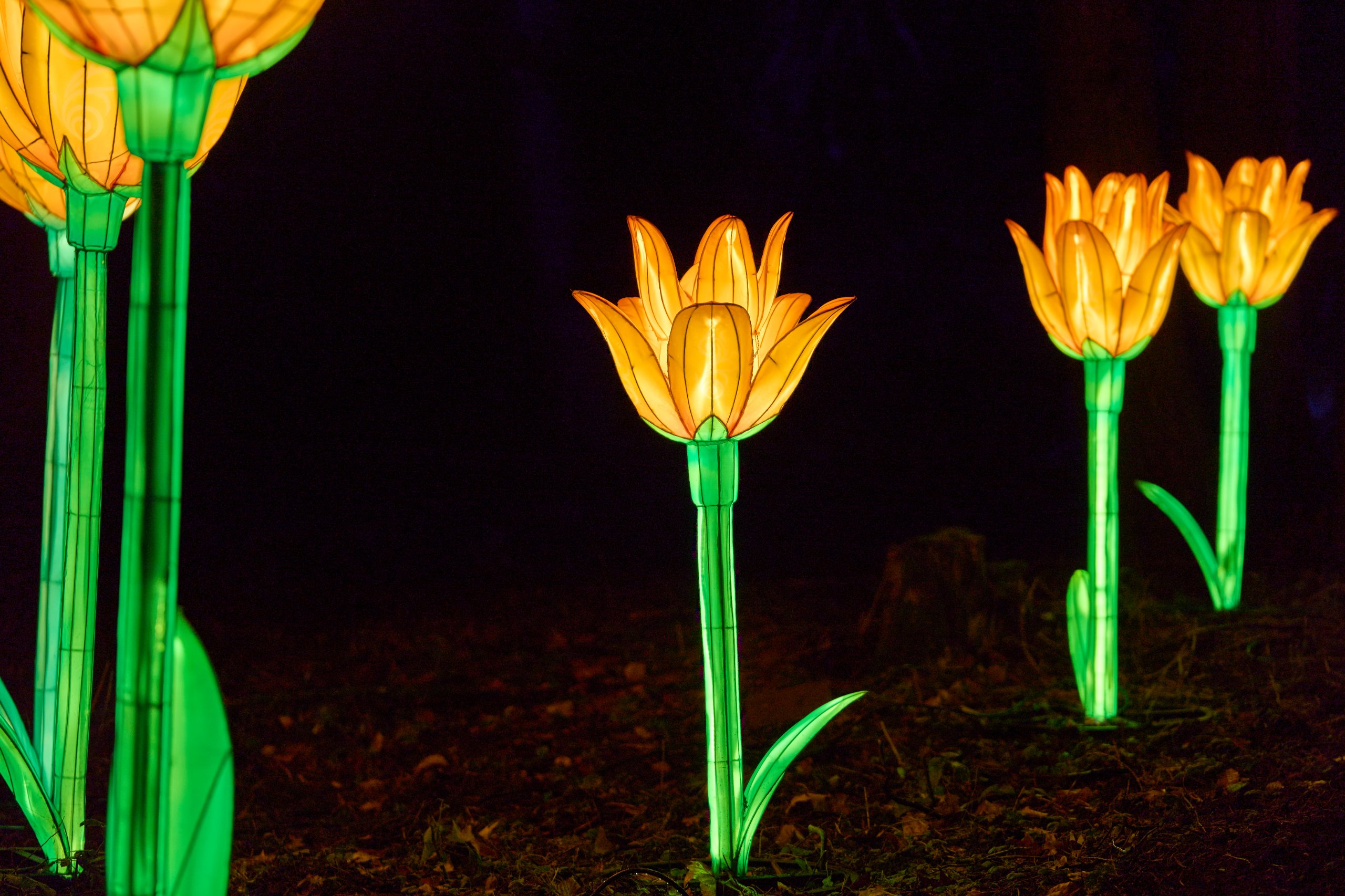 2026 02 03 Parkleuchten 0249